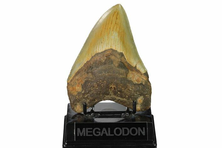 Serrated, Fossil Megalodon Tooth - North Carolina #164815